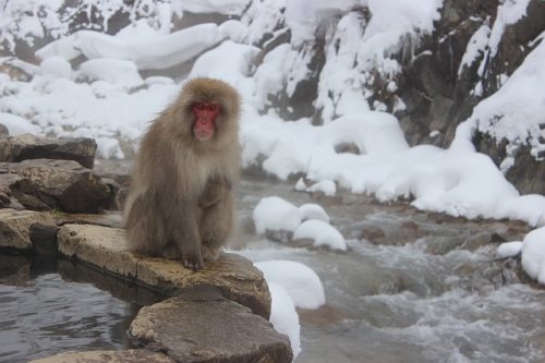 温泉と雪と猿